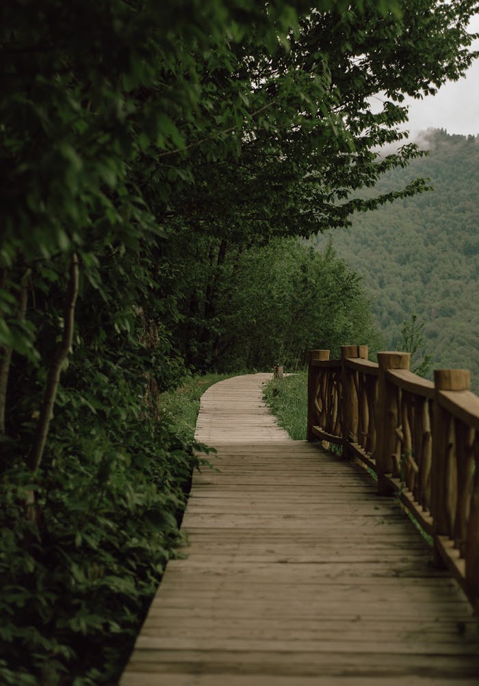 A serene wooden boardwalk surrounded by lush green trees in a forested area, ideal for nature walks.