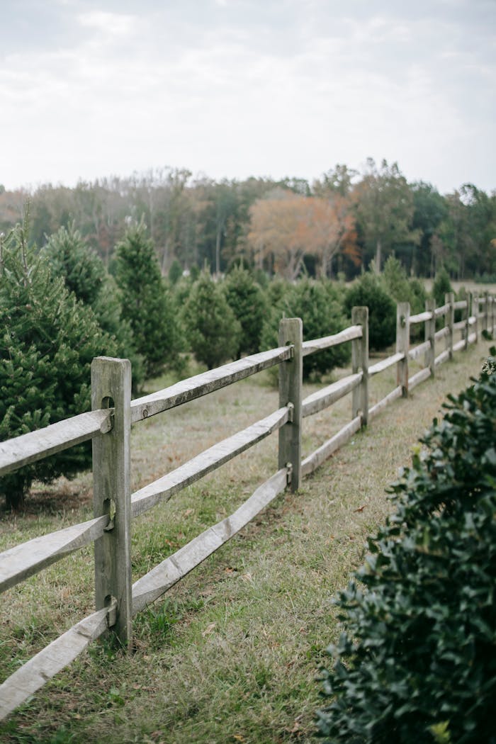 A wooden fence runs through a scenic Christmas tree farm with lush evergreens.